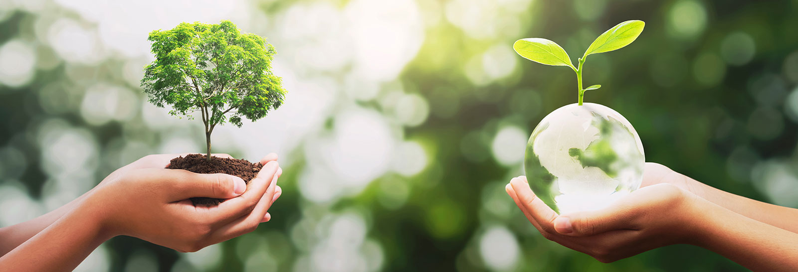 One hand holds a small tree, while another holds a globe with a sprouting plant, symbolising environmental care.